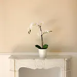 Palazzo Excelsus 4* 테르지뇨